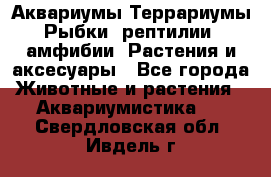 Аквариумы.Террариумы.Рыбки, рептилии, амфибии. Растения и аксесуары - Все города Животные и растения » Аквариумистика   . Свердловская обл.,Ивдель г.